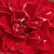 Rouge - Rosiers floribunda - Dalli Dalli®